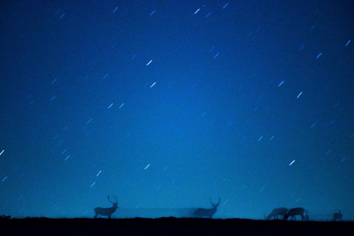 Le Festival Salamandre plonge au cœur de la nuit