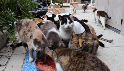 France: Une soixantaine de chats retrouvés morts après une expulsion