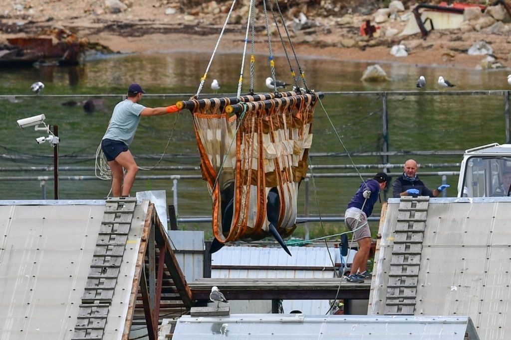 Trois orques en captivité en passe d'être libérées