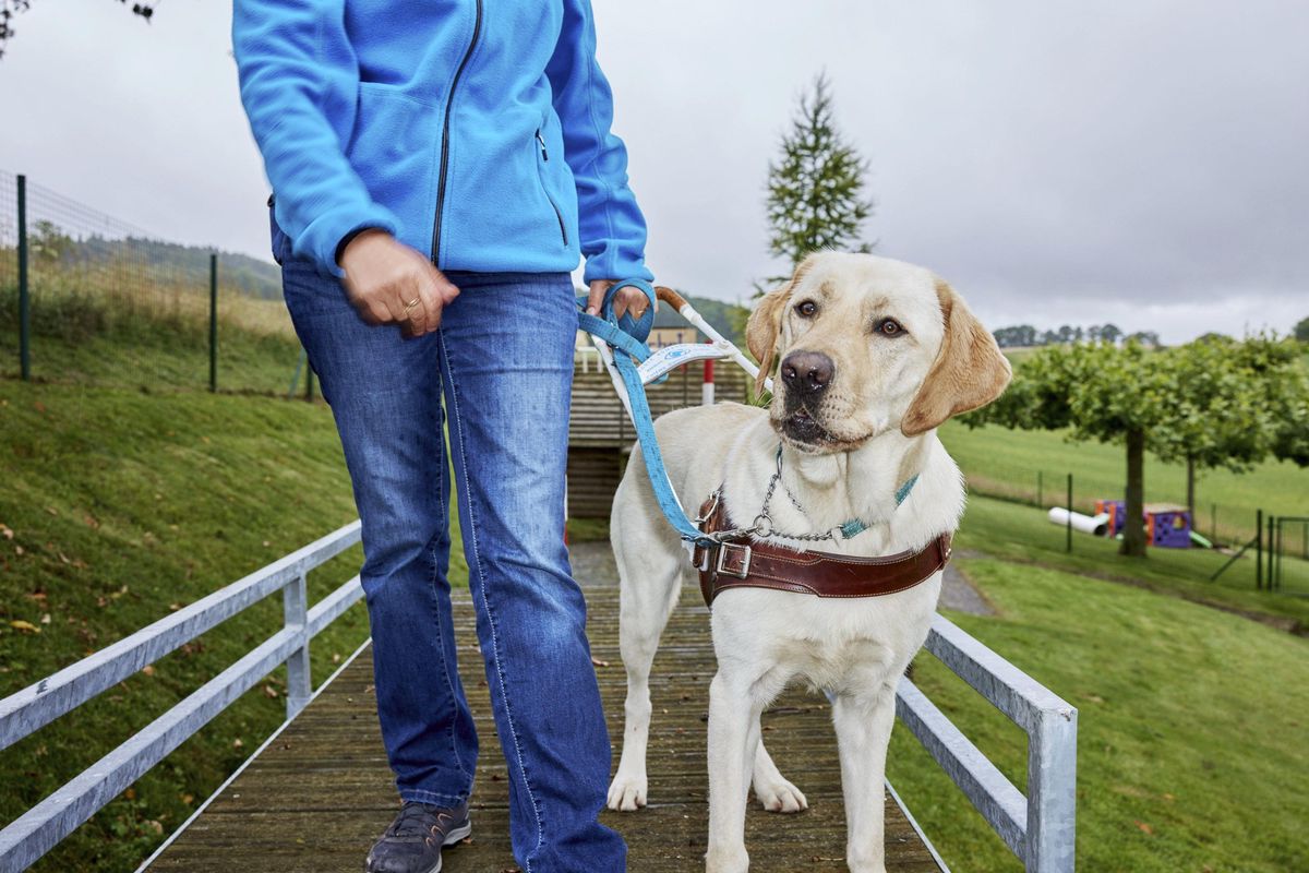 Former des chiens pour malvoyants, toute une affaire