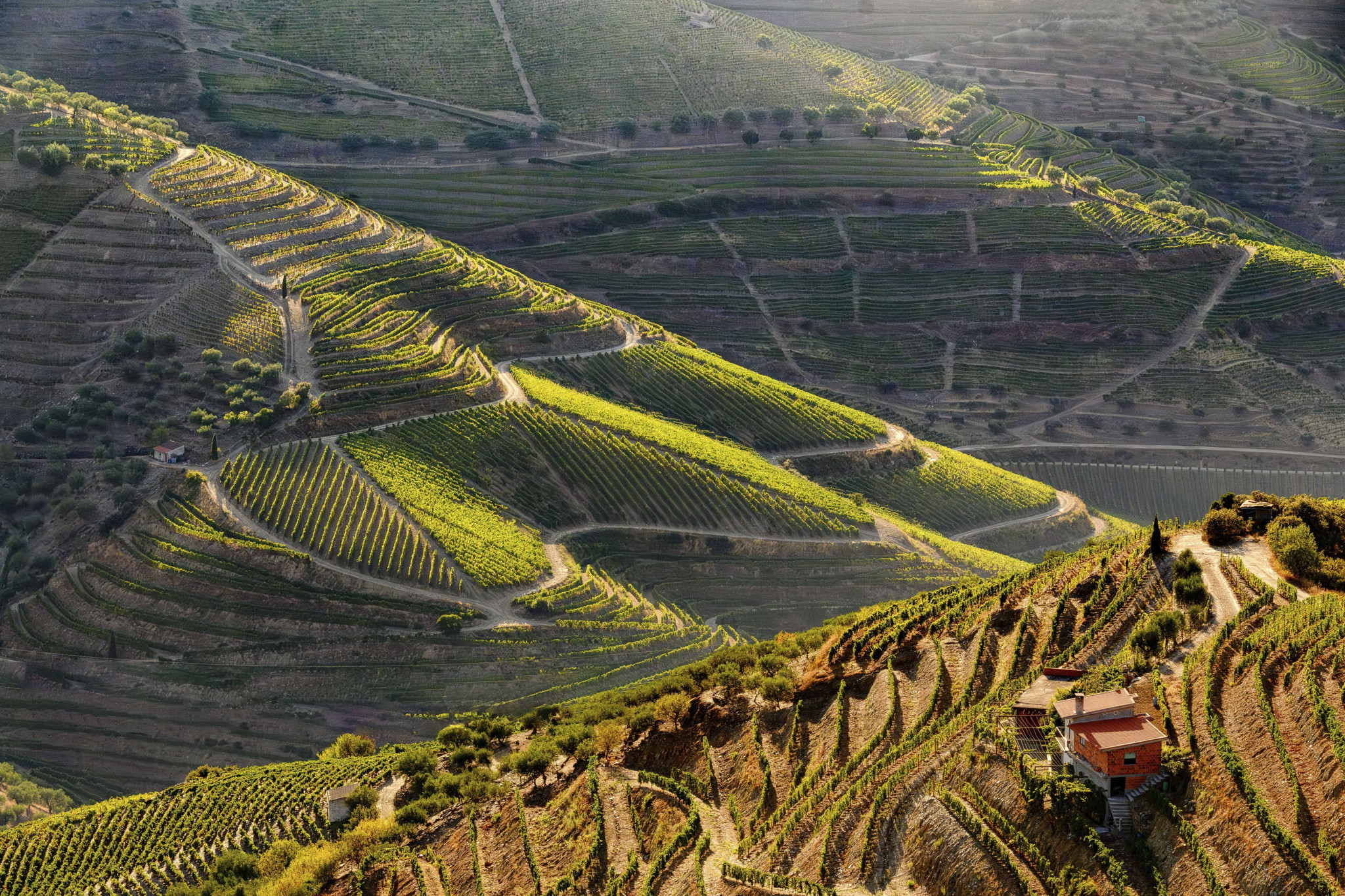 Portweinkrise in Portugal: «Meinem Grossvater hat das erst nicht gepasst»: Wie sich Winzer im Douro-Tal neu erfinden
