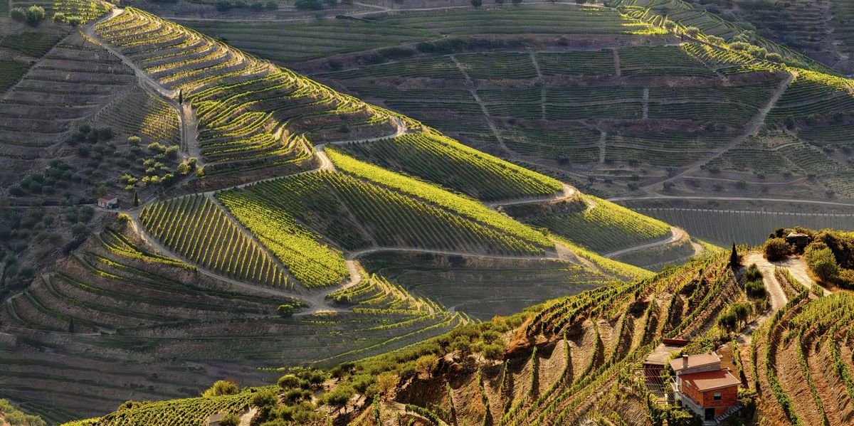 Portweinkrise-in-Portugal-Meinem-Grossvater-hat-das-erst-nicht-gepasst-Wie-sich-Winzer-im-Douro-Tal-neu-erfinden