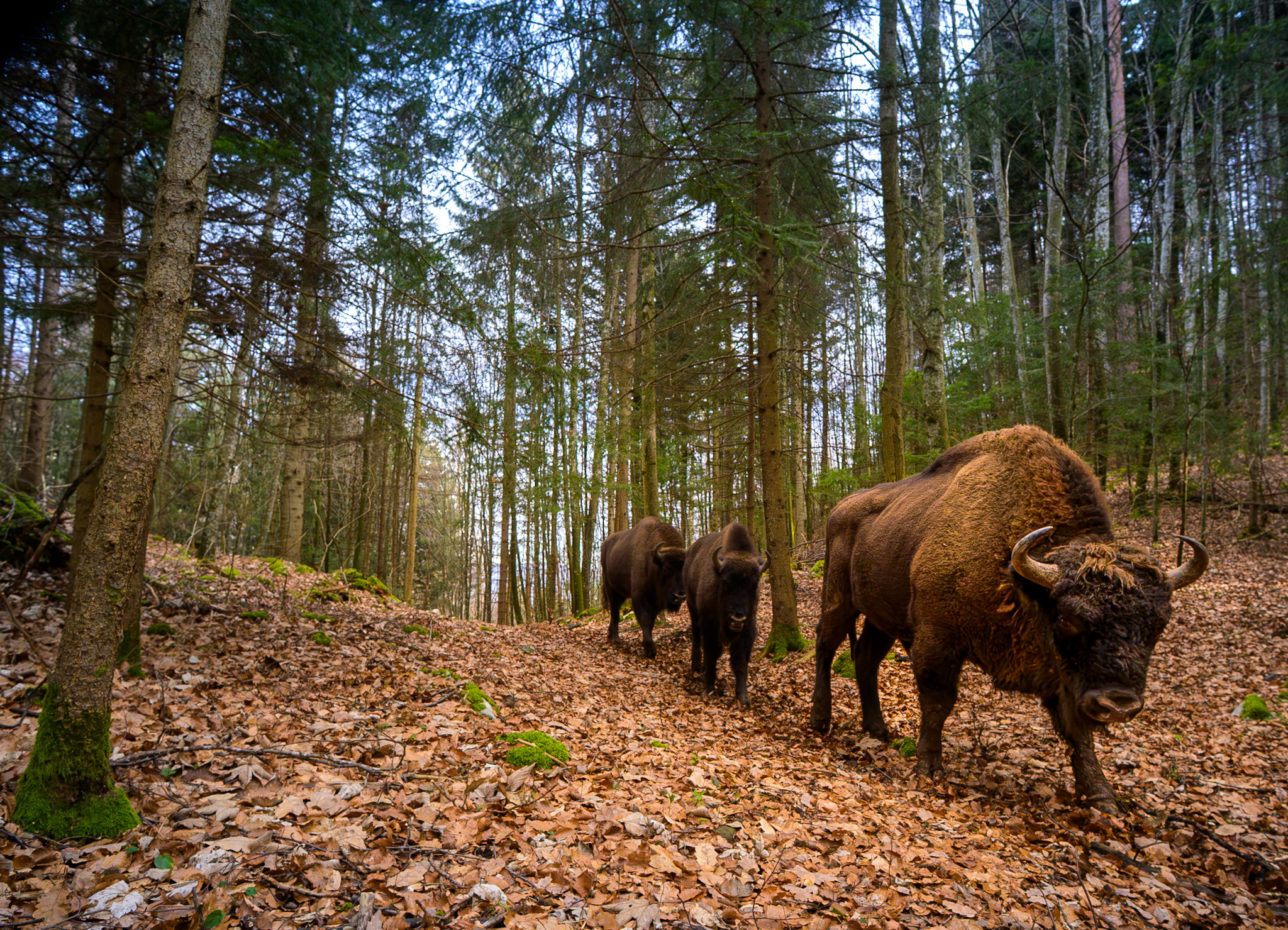Auswilderungsprojekt im Solothurner Jura: Rückschlag für Wisente aus dem Langenberg – doch das Projekt wird weitergeführt