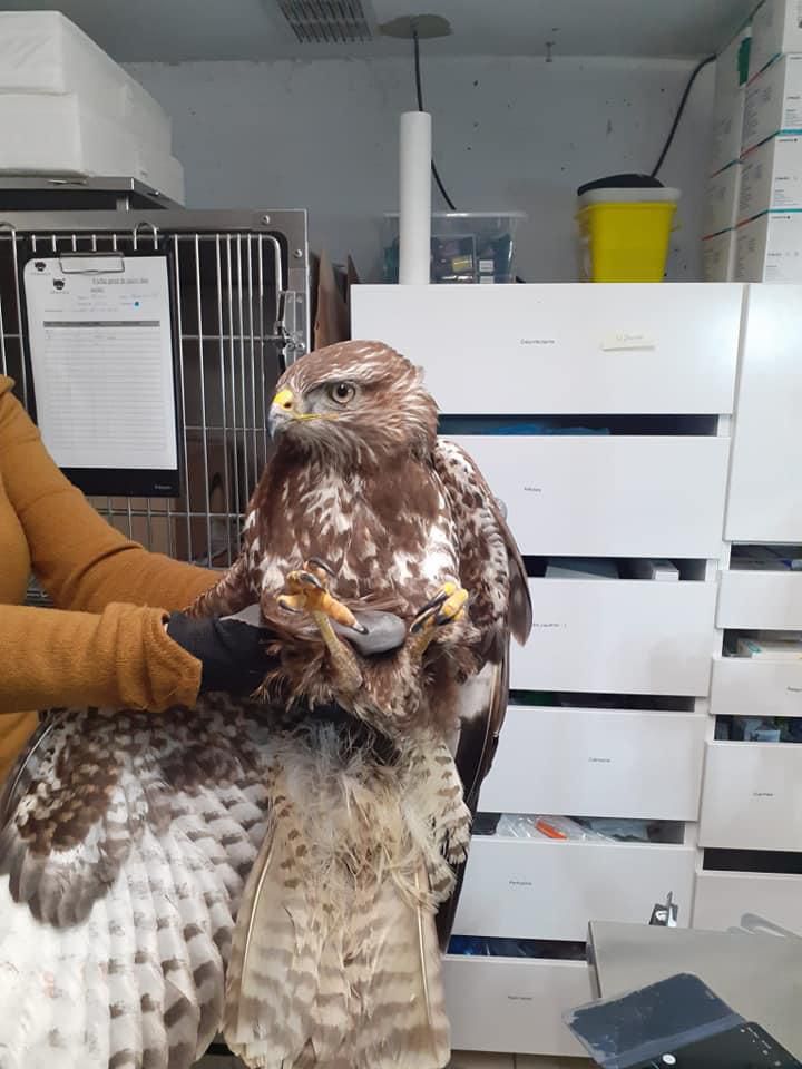 L’animal souffre d’une fracture du bassin mais «va bien», assure Erminea.