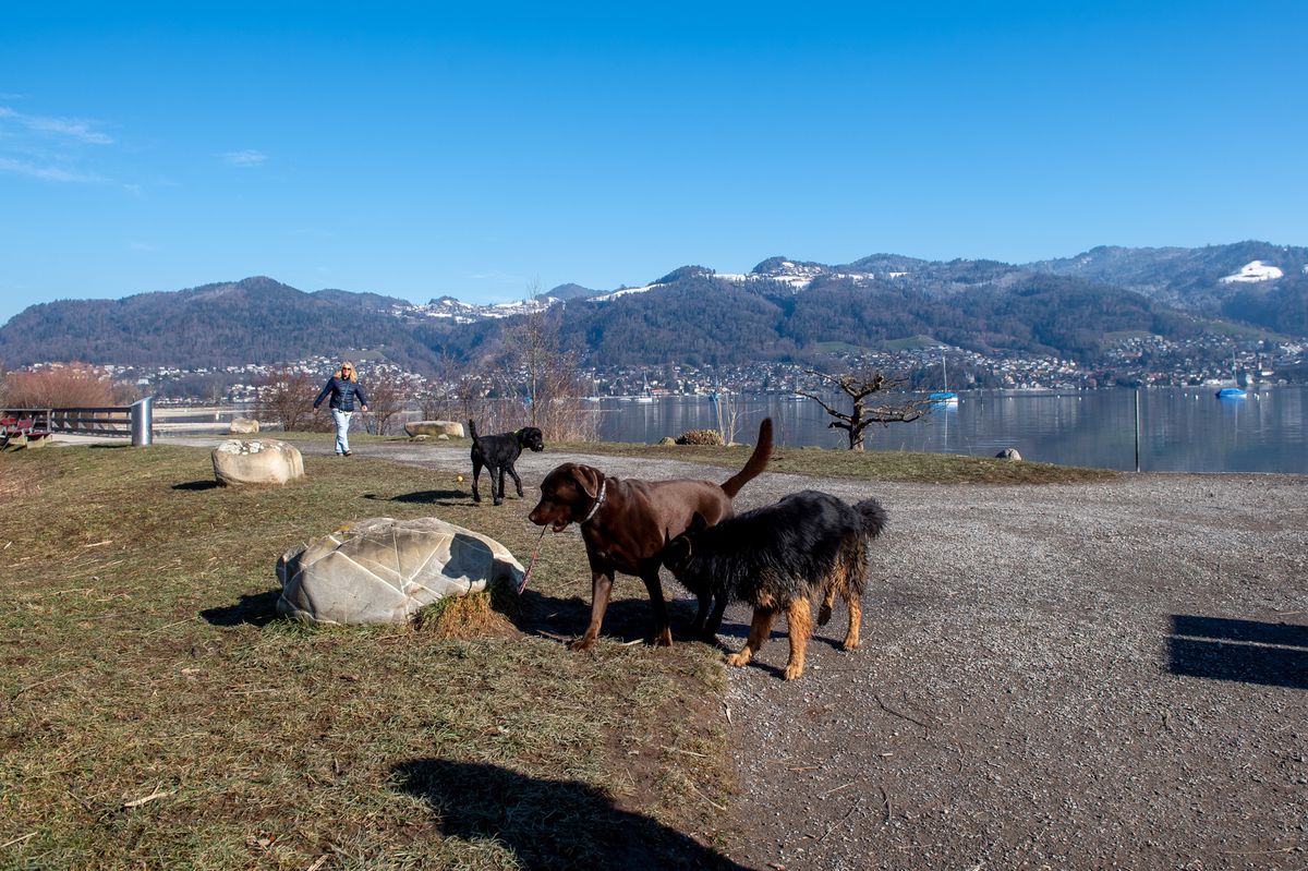 Thun: Leinenpflicht für Hunde am Seeufer gilt wohl ab Herbst | Berner Zeitung