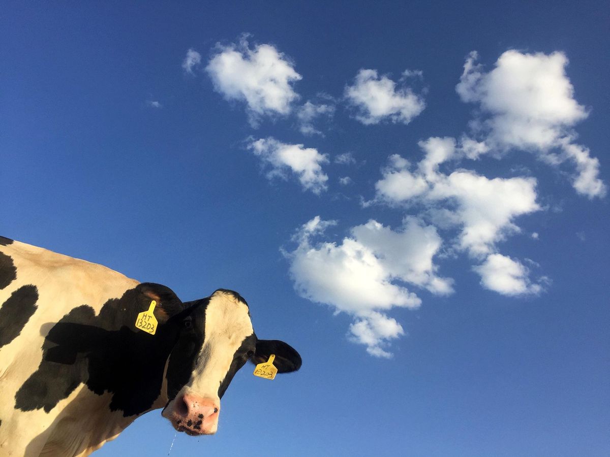Les vaches envoient du méthane dans l’atmosphère, et pas qu’un peu. Comptez 500 litres par bête et par jour…