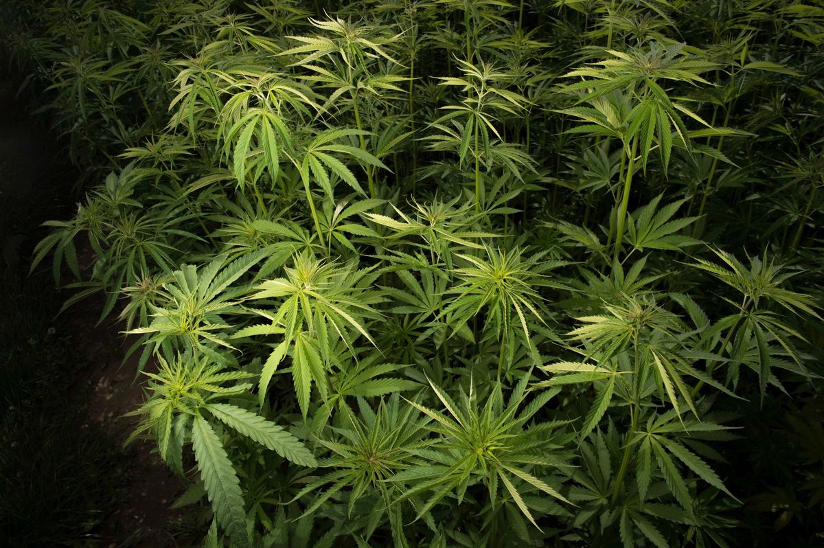 La production du cannabis «local et bio» qui sera vendu par la ville de Lausanne peut commencer. La première récolte se fera dans le courant de l’été.(Tages-Anzeiger/Urs Jaudas)