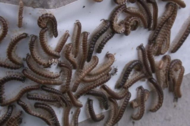 Erstfeld kämpft gegen TausendfüsslerPlage Berner Zeitung