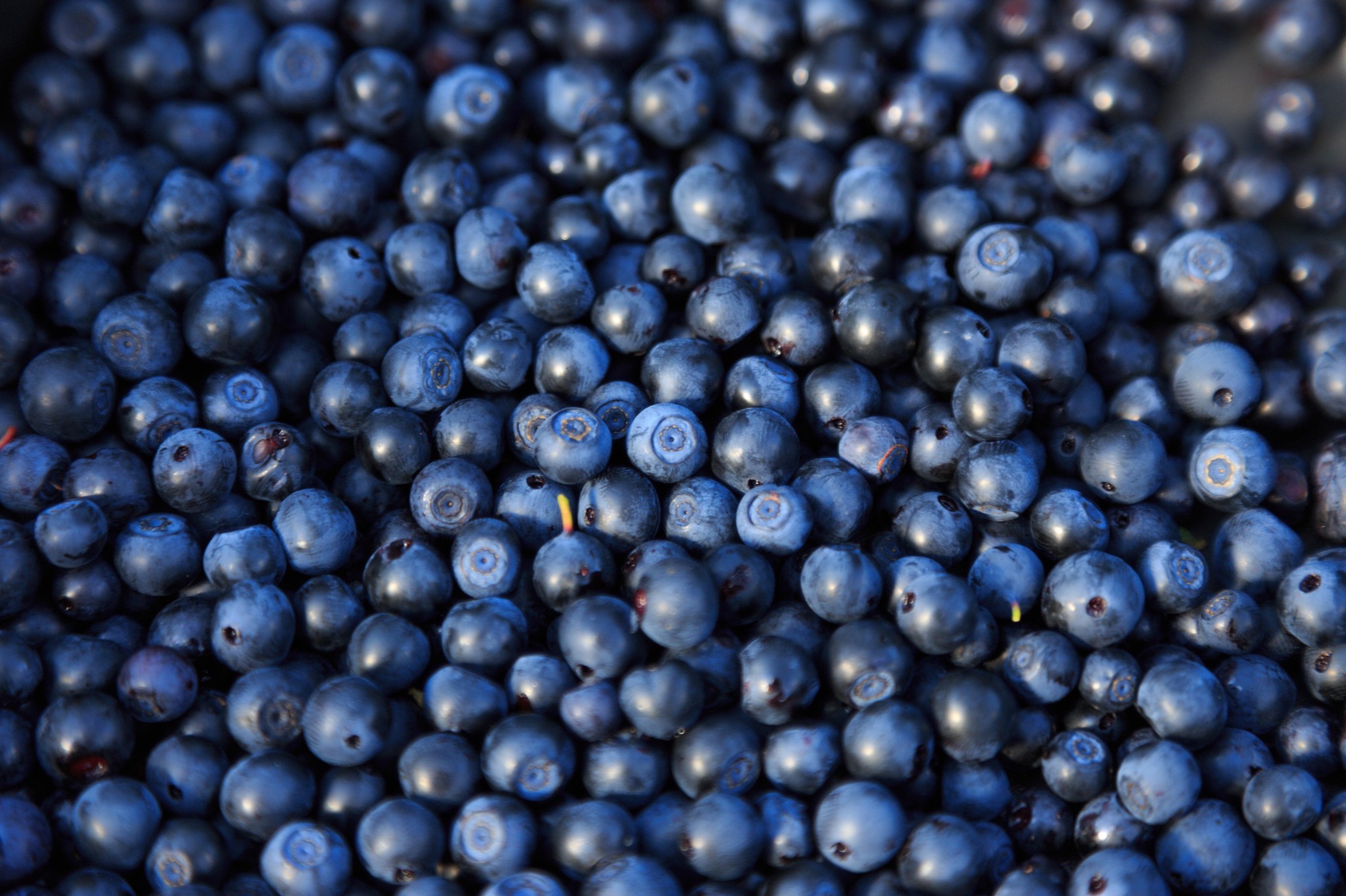 Verjüngend und krebshemmend: Die Heidelbeeren gelten geradezu als «Anti-Aging-Wundermittel».