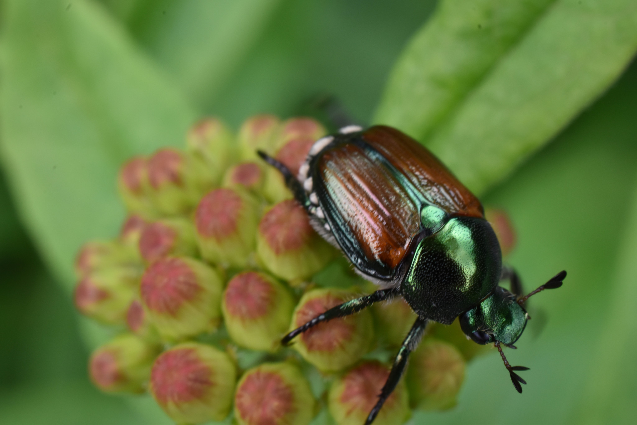 Menace sur l’environnement: Le scarabée japonais débarque à Genève et promet des ravages sur les plantes