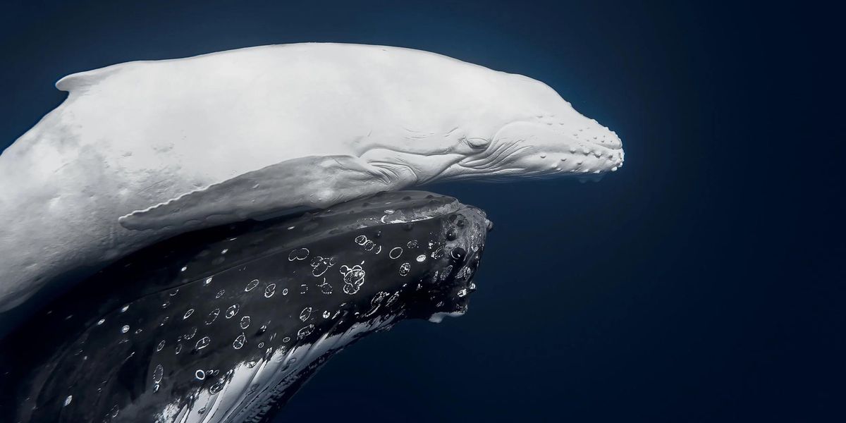 Humpback whale with albinism makes photo a sensation.
