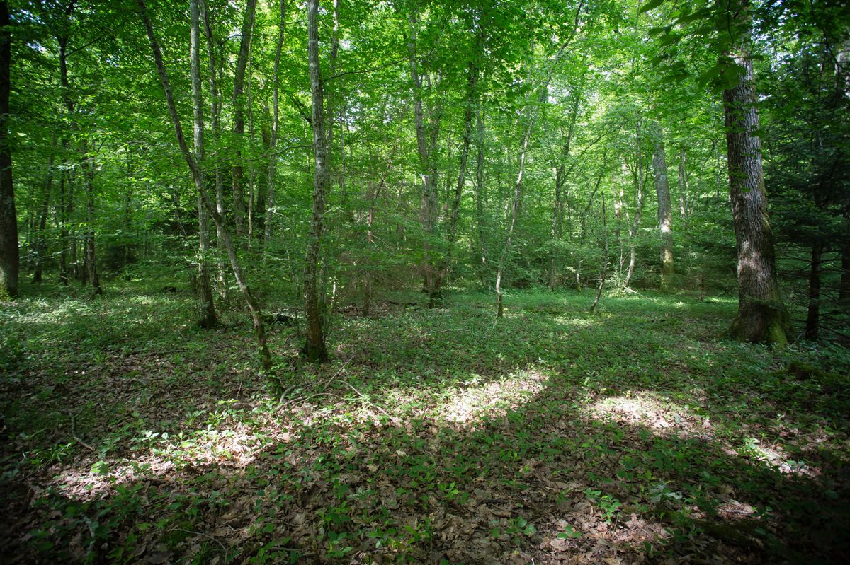 Genève, le 28 juin 2021.
Jussy, dans les alentours de la Maison de la Forêt.
Mise en lumière des sols.
©Frank Mentha