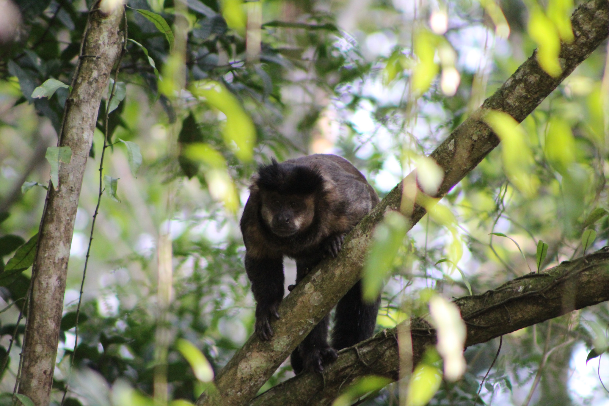 Insolite au Brésil: Un singe sème la terreur après avoir consommé alcool et médicaments