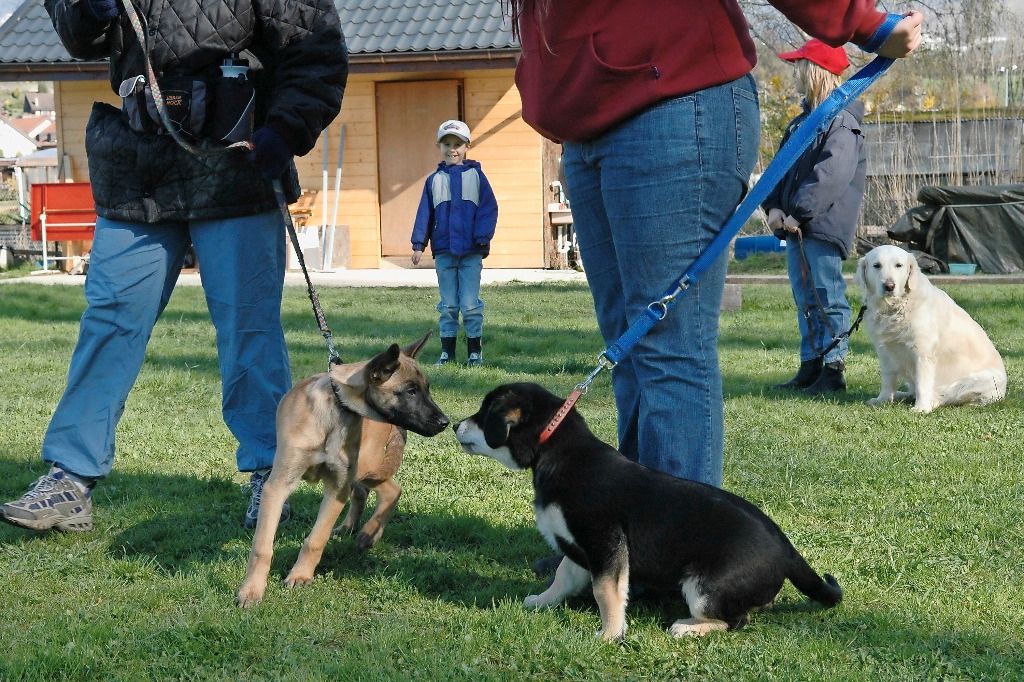 Cours canins: les maîtres rient, les éducateurs pleurent
