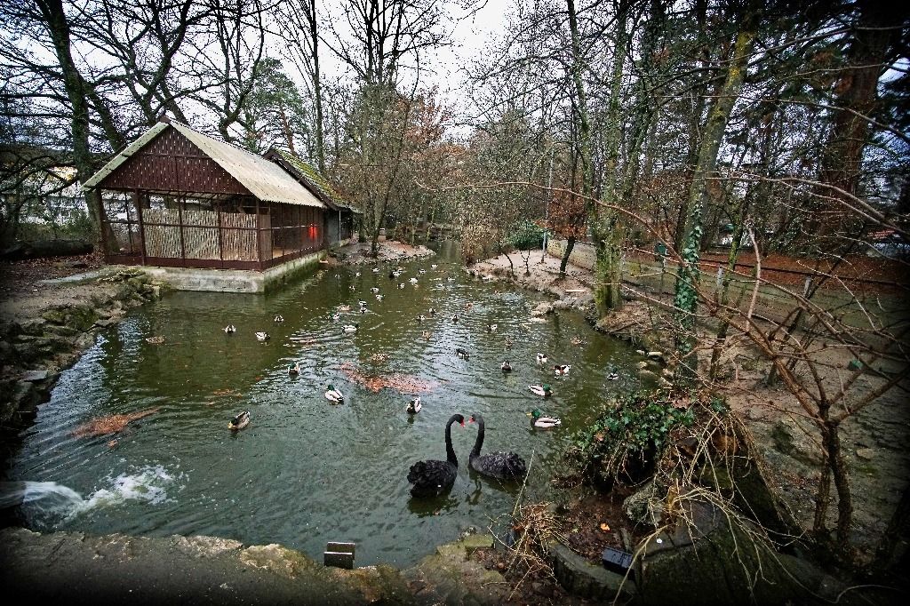 Vernier veut élever des poules et des moutons rares