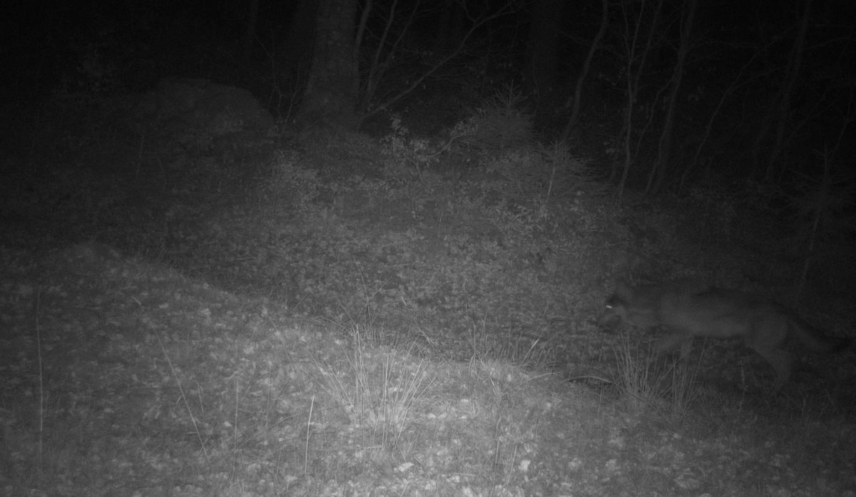 Une des dernières images connues d’un des loups de la meute du Marchairuz, quelque part à l’ouest du Jura vaudois.