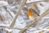 Comment nos oiseaux résistent au froid de l’hiver