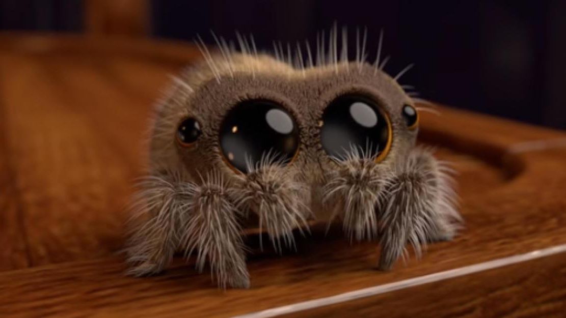 Wie lieeeeebbbb! «Lucas» ist die süßeste Spinne auf der Welt L