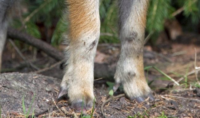 Wildschwein Sus scrofa Ferkel im Wald im Frühling, Deutschland, Europa *** Wild boar Sus scrofa Piglets at Forest at Spring, Germany, Europe Copyright: imageBROKER/alimdix/xArterra ibltsm09153220.jpg Bitte beachten Sie die gesetzlichen Bestimmungen des deutschen Urheberrechtes hinsichtlich der Namensnennung des Fotografen im direkten Umfeld der Veröffentlichung
