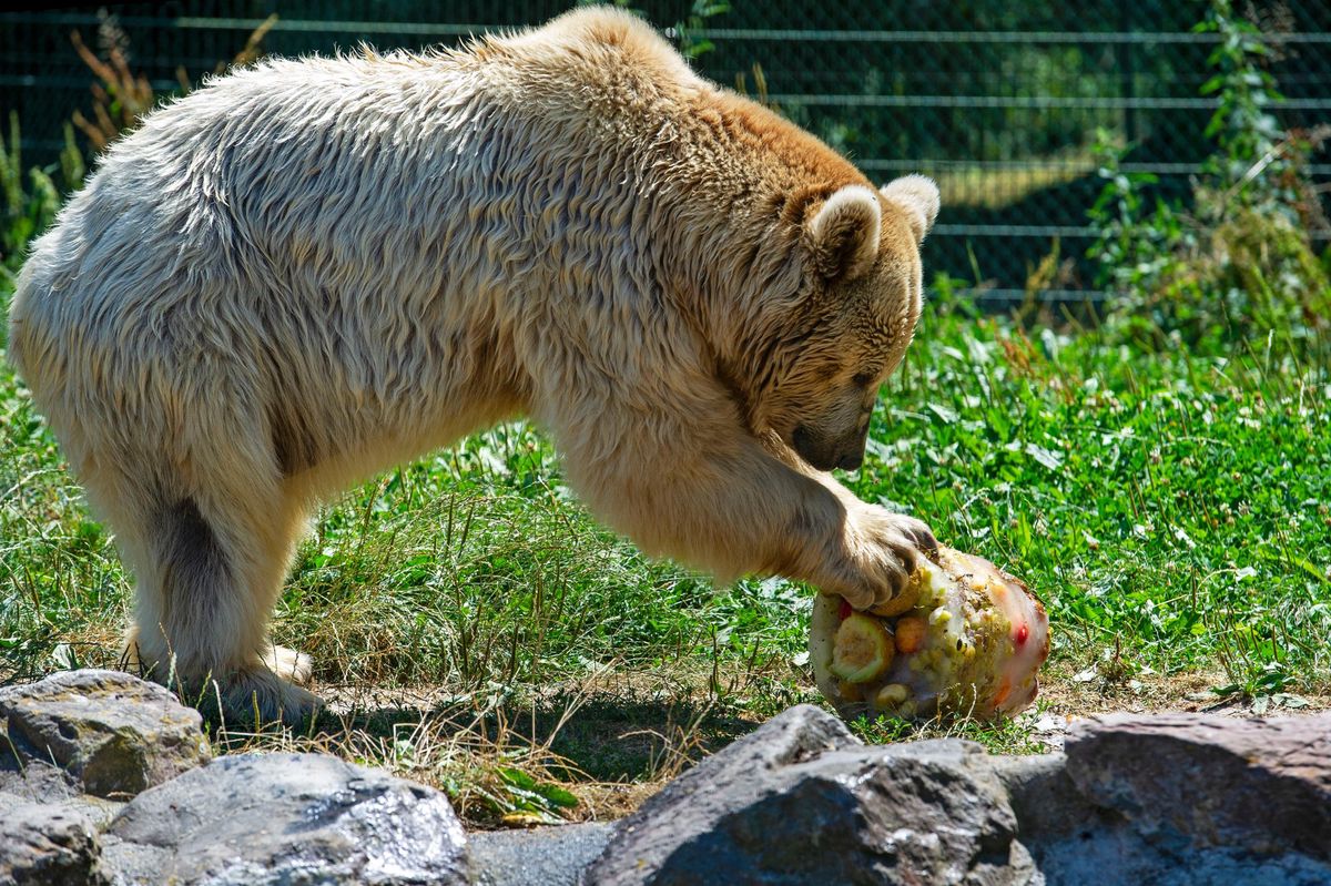 Ces jours, au Zoo de Servion, les ours reçoivent des belles glaces aux fruits de 25 kg chacune. Pour les rafraîchir, mais aussi pour les divertir et les sortir de leur léthargie.