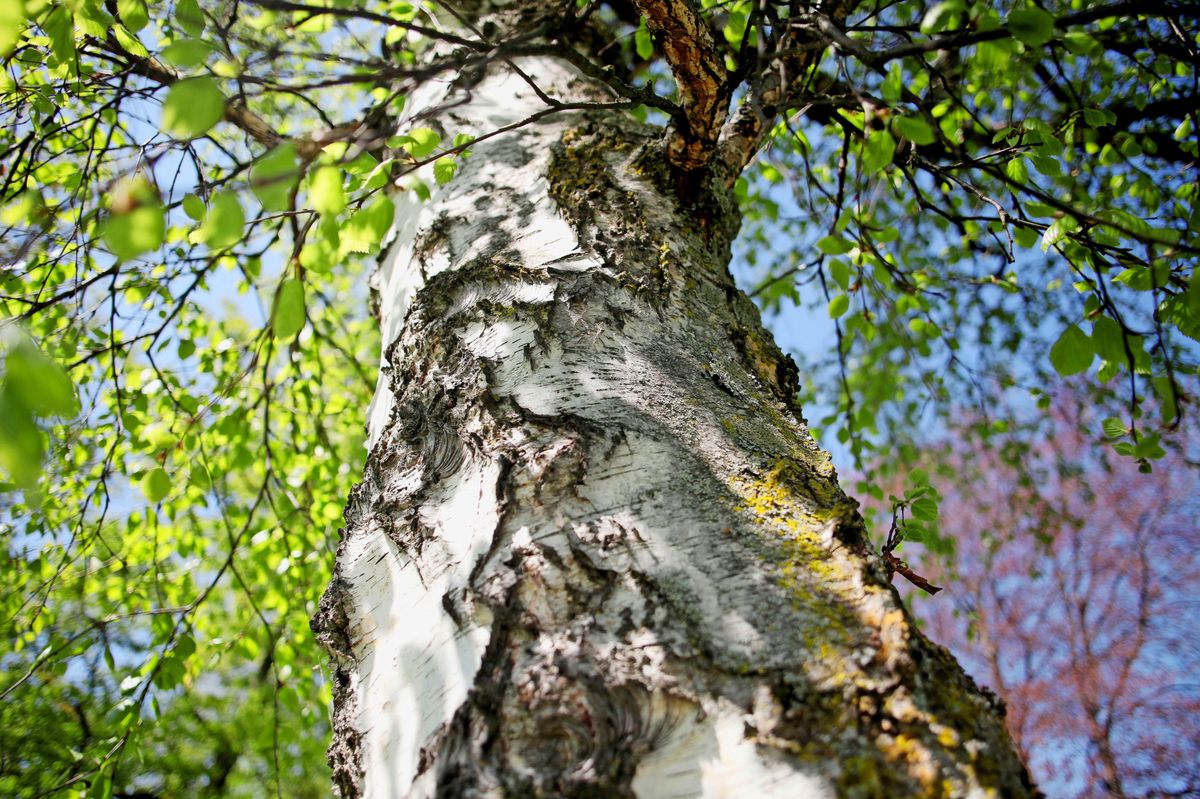 Geneve, le 16 decembre, 10 av. de la Paix, parc du musée de l'Ariana, l'arbre 'le bouleau'.
©pascal frautschi
