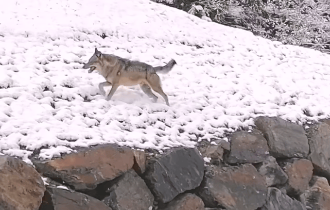 La Haute-Savoie compterait une centaine de loups