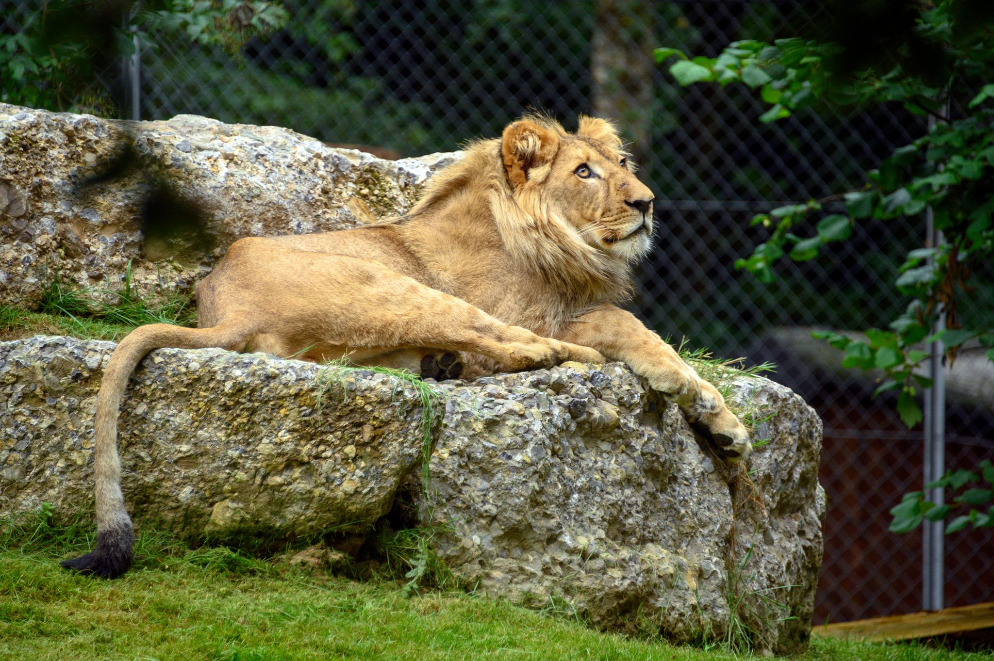 Jeune lion d’Afrique de 18 mois, «Makuti» est arrivé il y a une dizaine de jours dans le zoo vaudois.