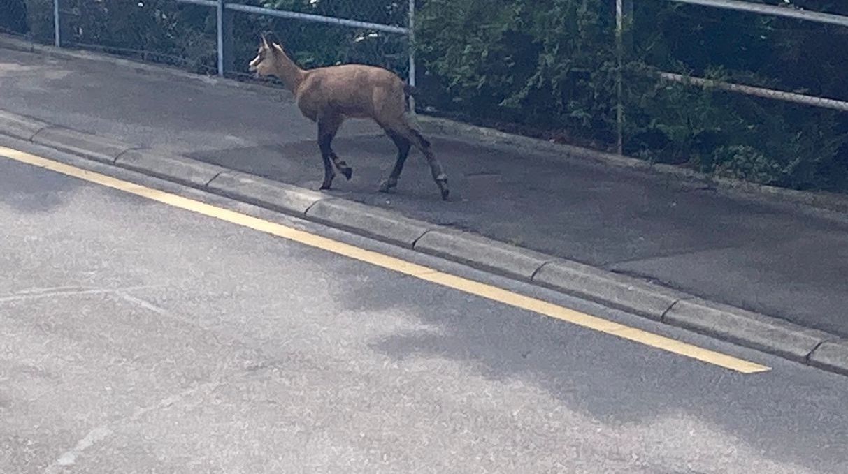 Un jeune chamois repêché dans le Léman