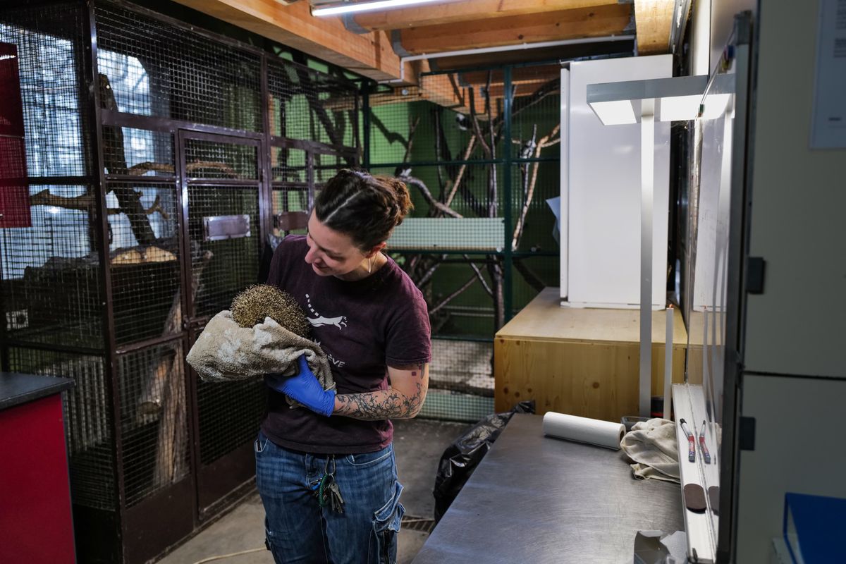 Genève 2023/12/22Visite du centre de soins du Bioparc . Le centre de soin est trop petit,  et doit s'agrandir. Ils cherchent à acheter une ambulance.Chloé soigne un hérisson blessé par une corneille, entre la cage des singes et la buanderire.