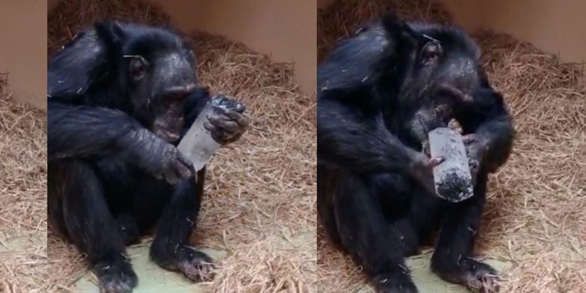 Chimpanzees collect crystals: Do apes have a sense of beauty?