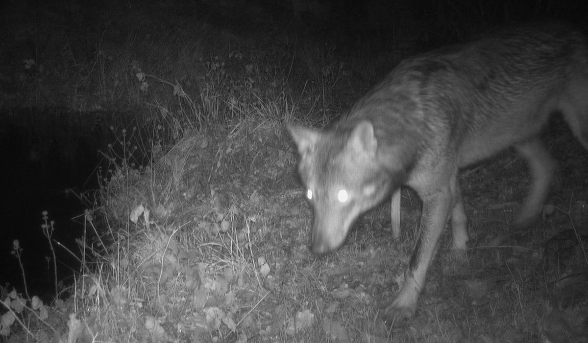Le loup se montre de nouveau à Genève