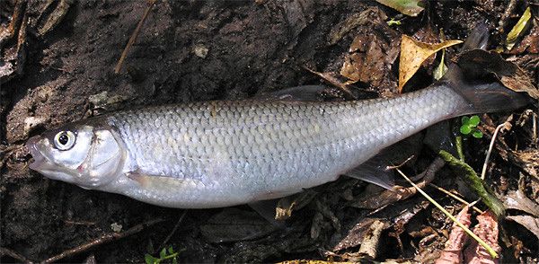 Rheinschwimm-Saison hat begonnen: Diese Fische schwimmen mit uns in ...