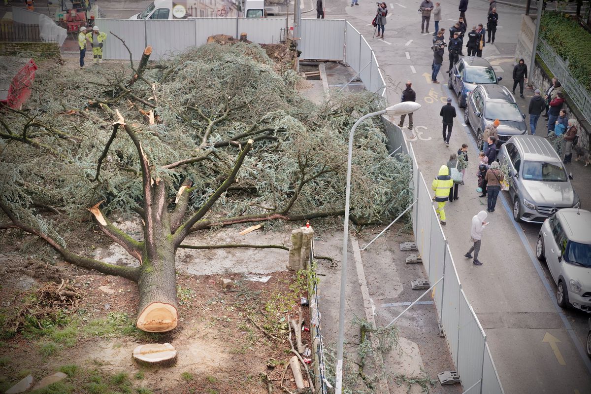 Fin de partie pour le cèdre de la Servette