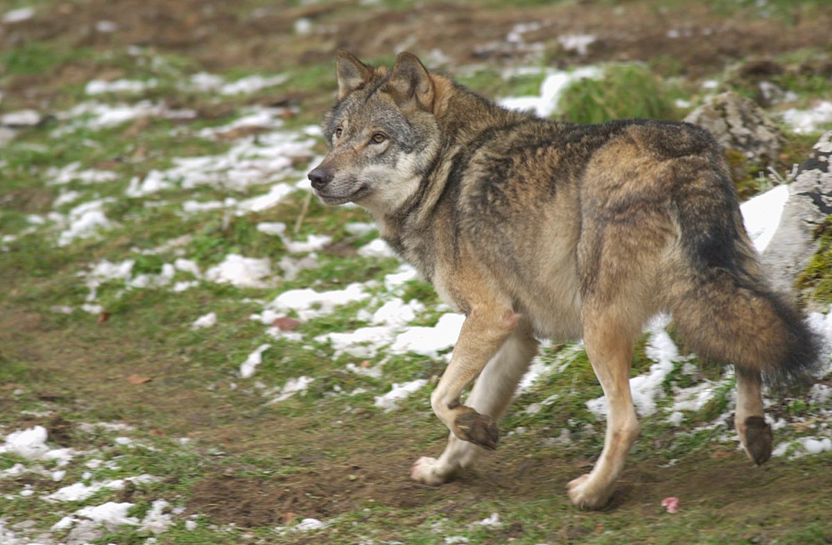 Le tir de trois meutes de loups reste suspendu