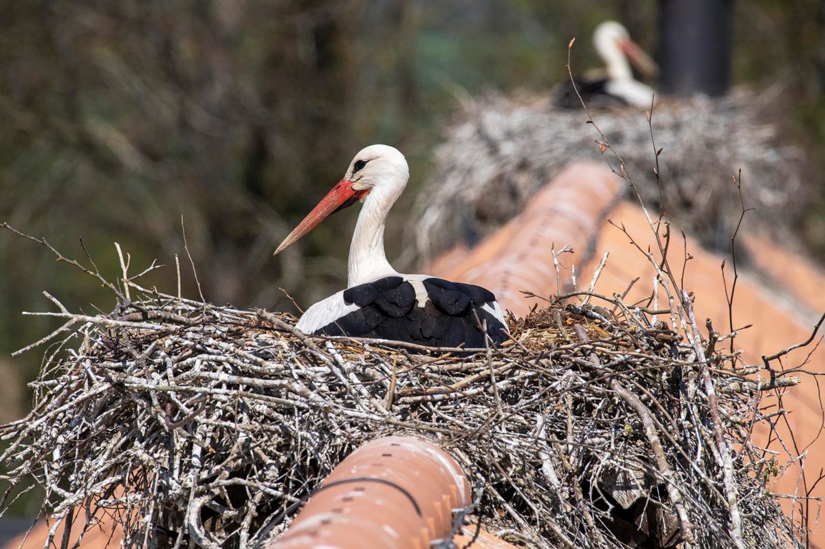 Deux cigognes blanches nichées sur les toits du haras fédéral d'Avenches, avec une centaine d'autres cigognes présentes sur les cheminées, chenaux et arbres en arrière-plan.
