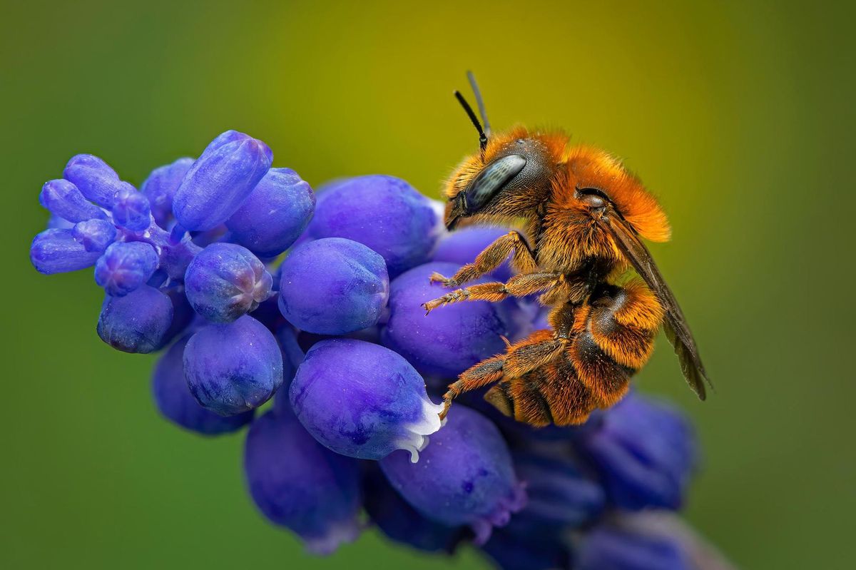 «Il n’est pas facile d’intégrer des mesures favorables aux insectes dans les zones agricoles», selon Michel Bongard, secrétaire générale de Pro Natura Vaud.