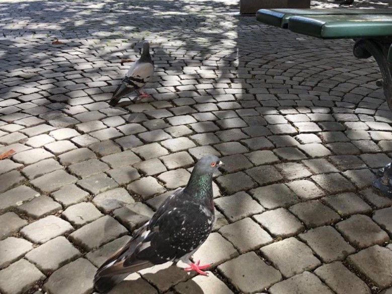 Dénoncé pour avoir nourri des pigeons 