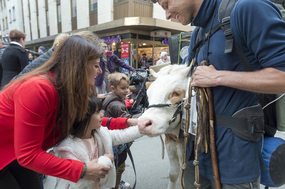 Livraison de bières à dos de bœuf 24 heures