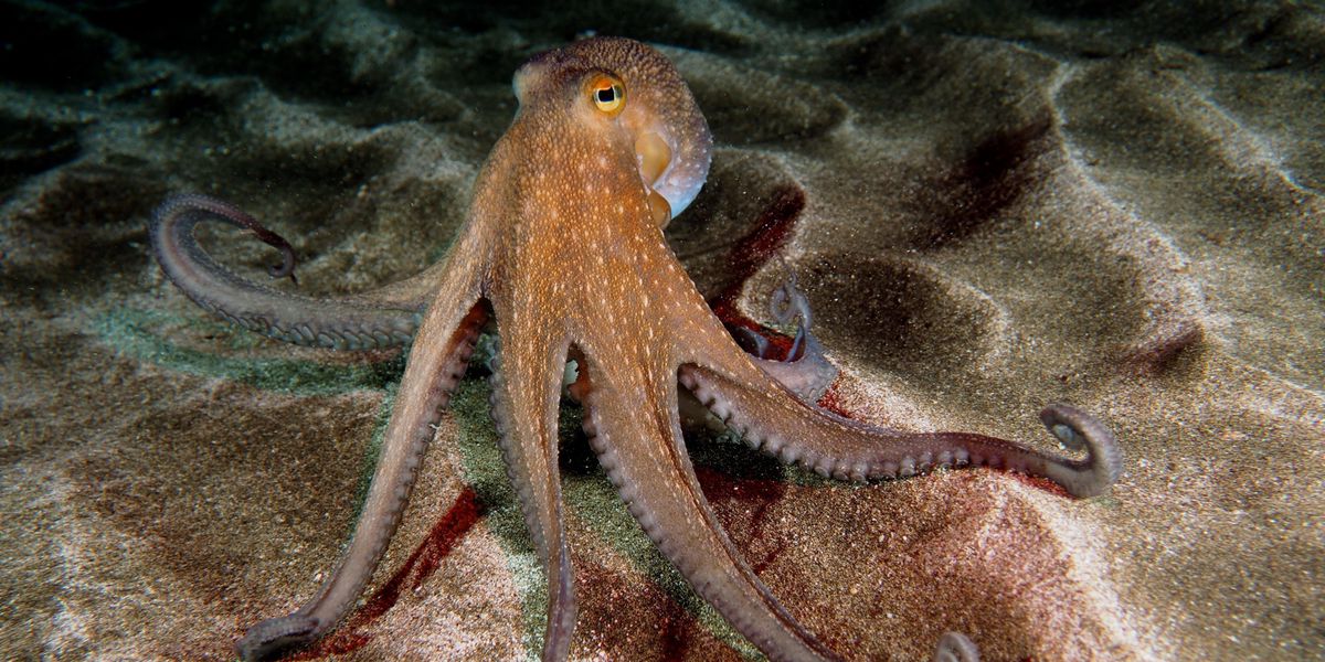 Spiegelexperiment-mit-Oktopus-Erstmals-durchschaut-ein-Nicht-Wirbeltier-das-Prinzip-eines-Spiegels