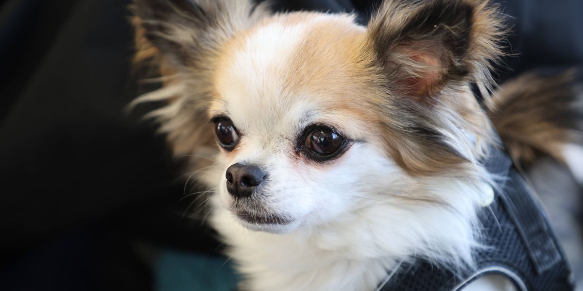 Kleine-Hunde-beliebt-Der-Chihuahua-ist-die-beliebteste-Hunderasse-in-Basel