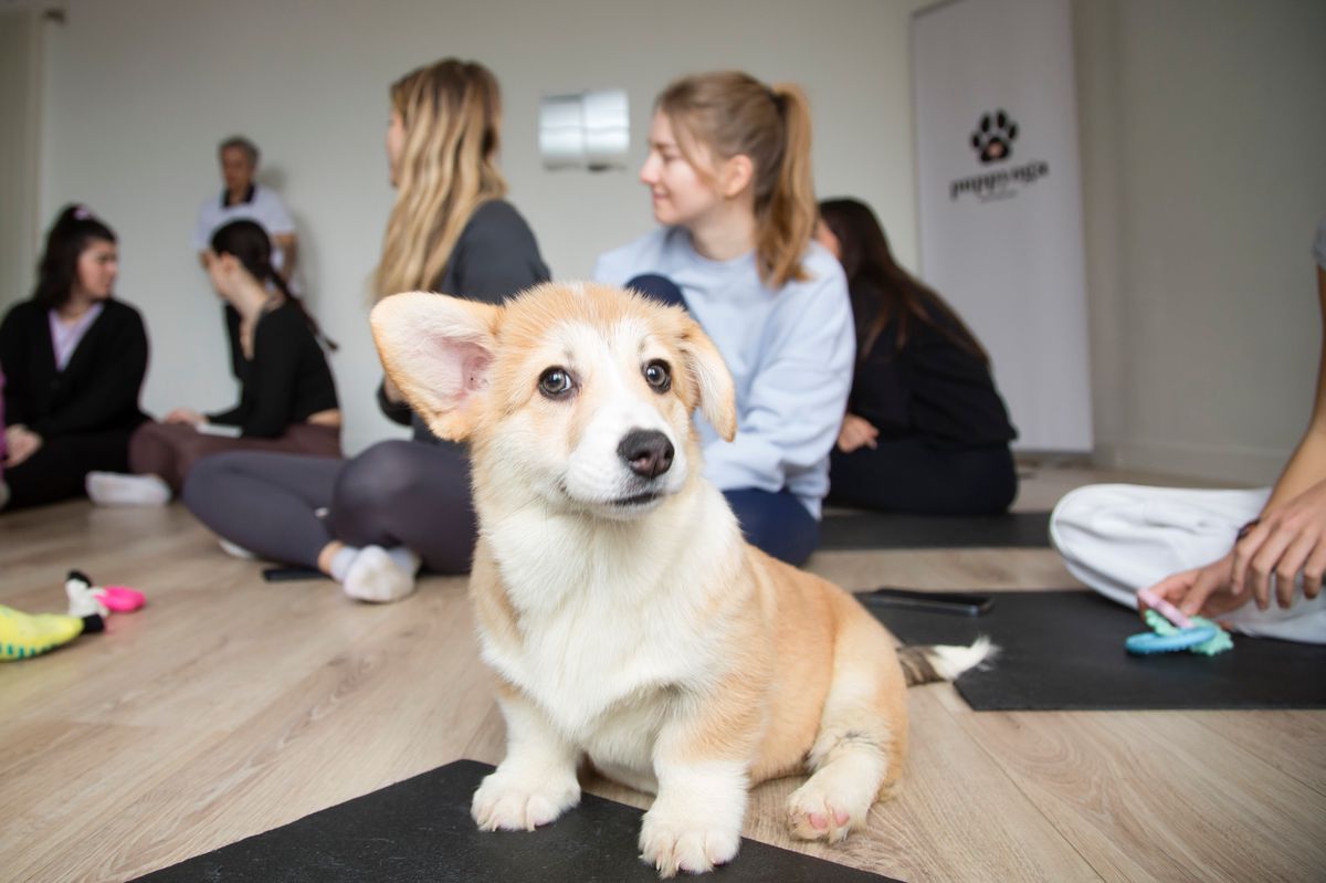 Ferney Voltaire, le 10 mars 2024.
Puppyoga organise des séances de yoga avec des chiots.
©Frank Mentha