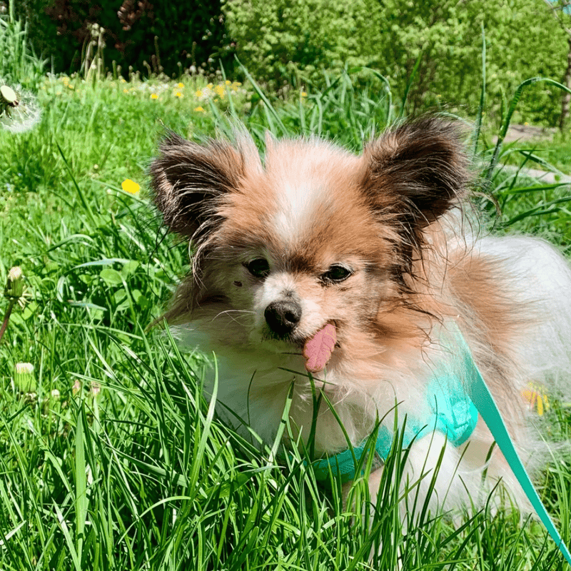 Lazare: ce chien haut-savoyard de 30 ans vise un record mondial