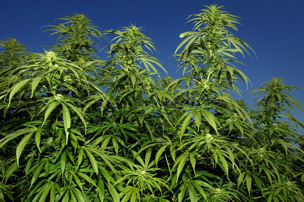 Il cultivait 58 plants de marijuana dans un sous-sol