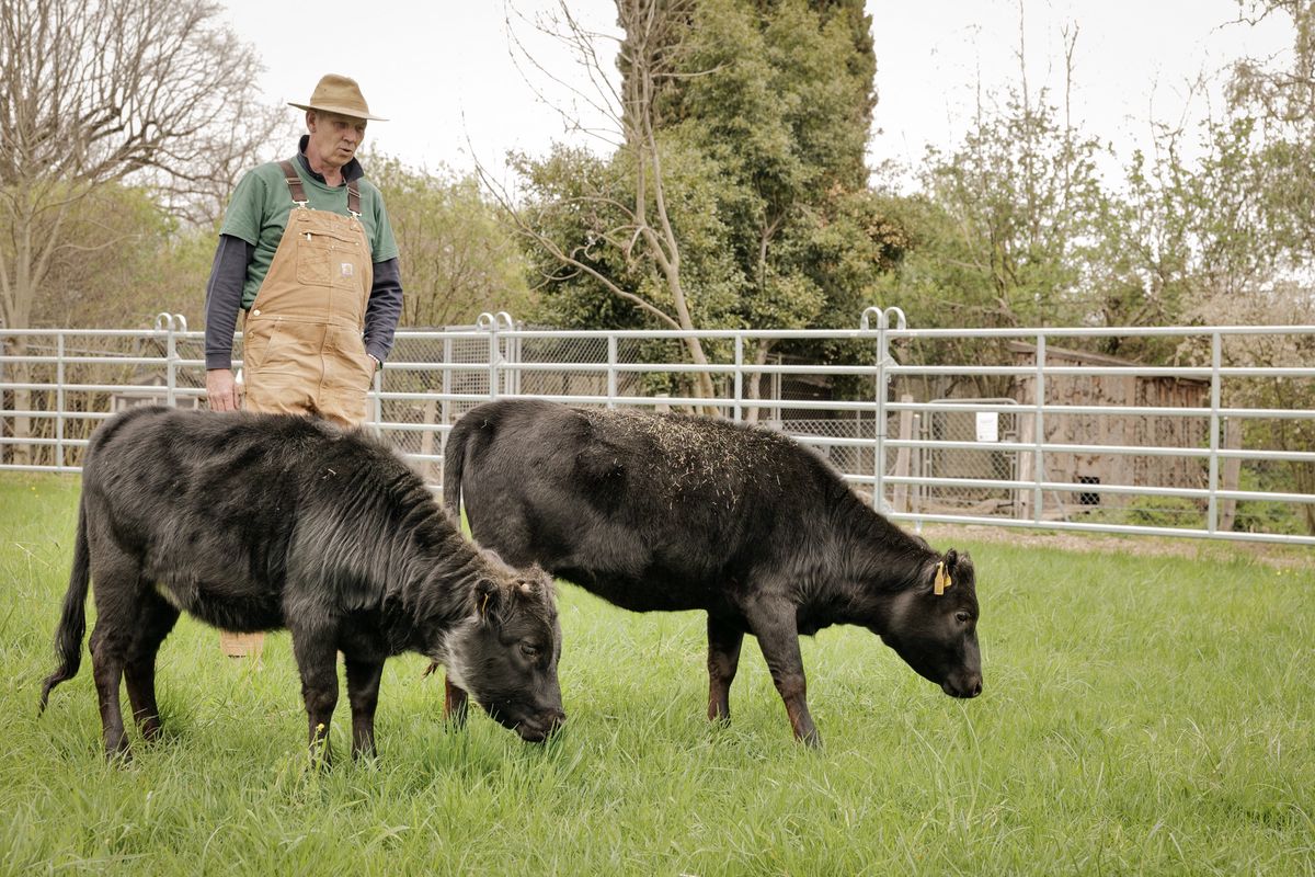 Genève, le 26 mars 2024. Bellevue. La ferme du Bioparc Genève s'agrandit avec la plus petite des vaches ! Et il y en a deux: Astrid et Alice. 