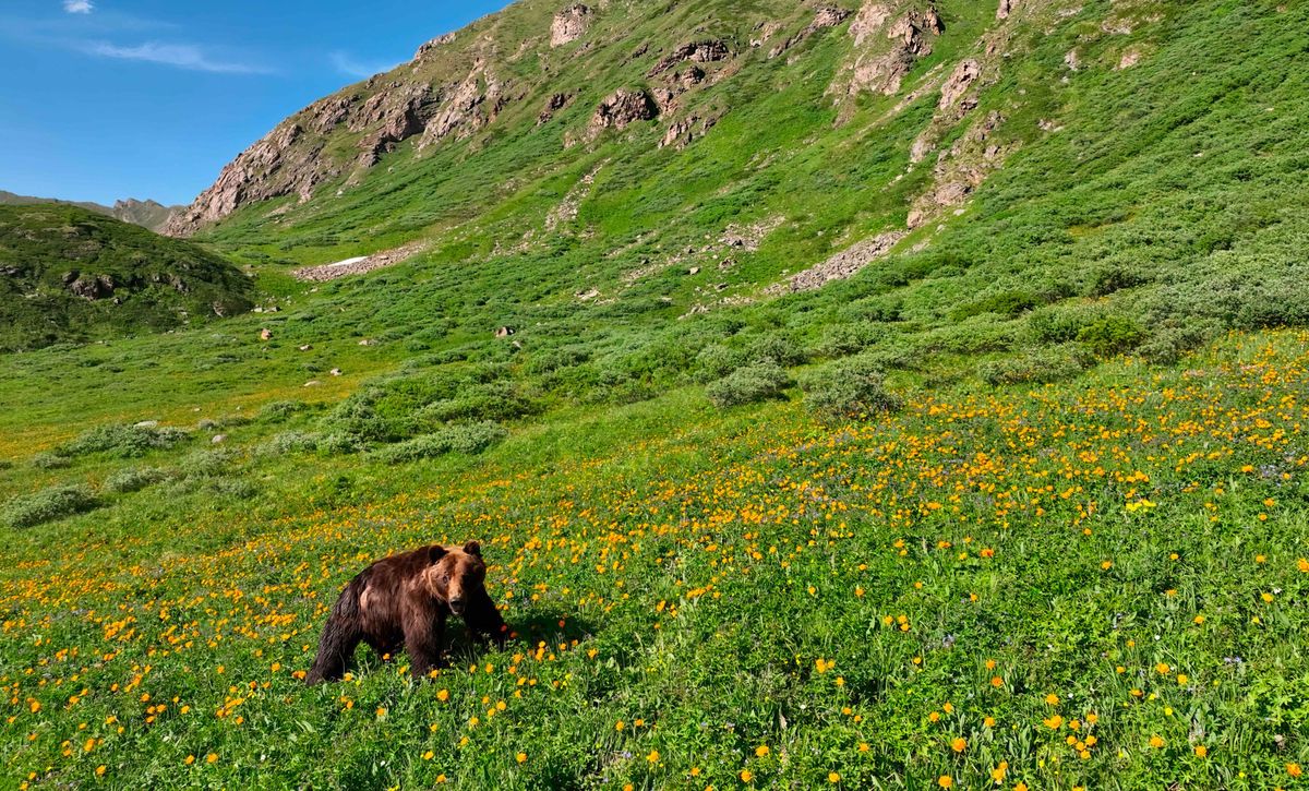 Un vibrant plaidoyer pour laisser la nature se réensauvager