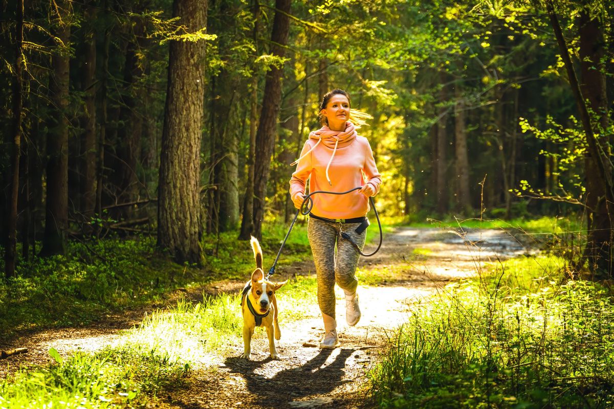 Pour vos footings avec votre chien, préférez un sentier forestier plutôt qu’une route bitumée.