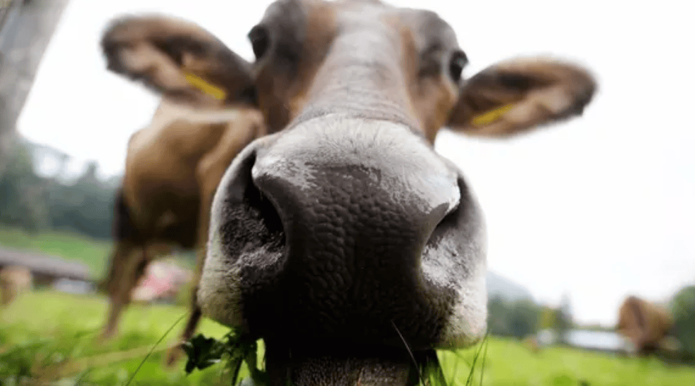 Canton de Neuchâtel La vache Papaye, passée par l’abattoir en 2019, n