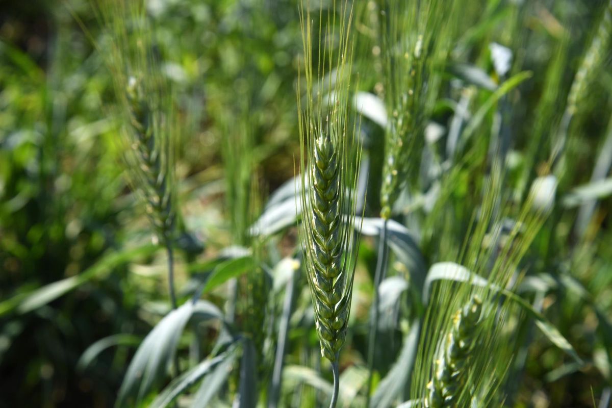 La Suisse connaît un moratoire sur les OGM tout comme des directives très strictes.