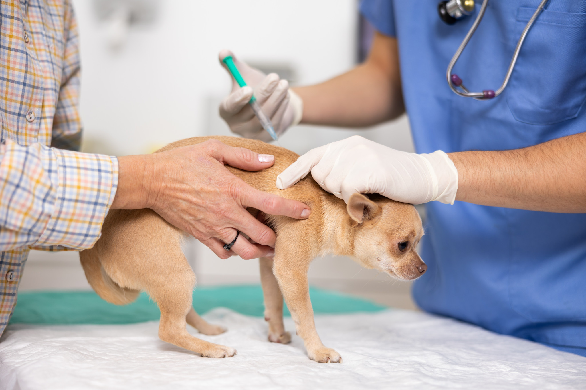 Une femme âgée tient un chihuahua pendant qu’un vétérinaire effectue une vaccination de routine sur le chien.
