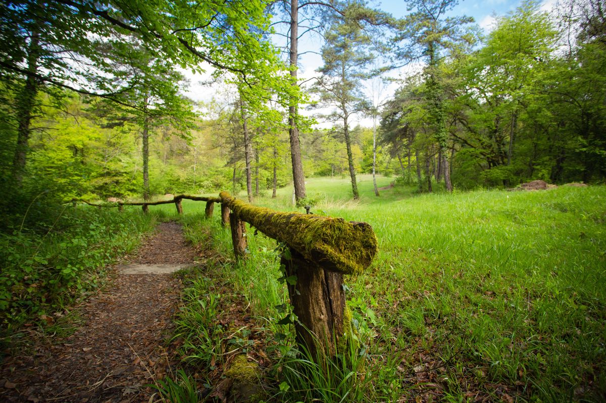 Genève, le 20 avril 2024.
Vernier : ballade printanière au Bois de la Grille.
©Frank Mentha